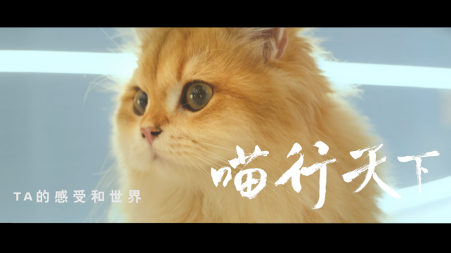 喵行天下，與NI解鎖新體驗